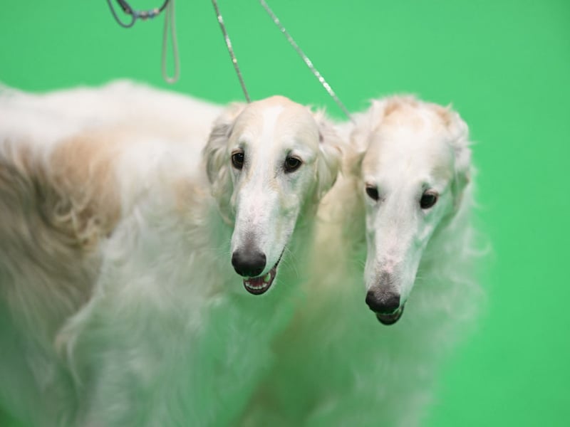 Elegant and catlike, Borzois are sensitive and reserved. They aren’t known for excessive barking and usually remain quiet indoors, preferring peaceful surroundings and gentle companionship. 