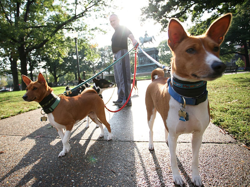 If you want to be certain of a non-barking dog then the utterly unique Basenji is the puppy you want. Its name literally translates as 'barkless dog', although it does make some slightly strange low-level noises that sound a bit like yodelling.