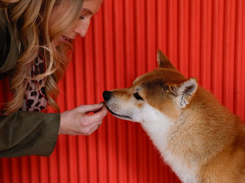 The highly intelligent Shiba Inu, originally from Japan, is another dog that usually only barks when there is a very good reason for it to do so. 