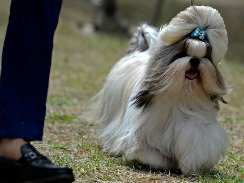 Another small dog with a small voice, the Shih Tzu would rather curl up on your lap for a good pat than make a racket. 
