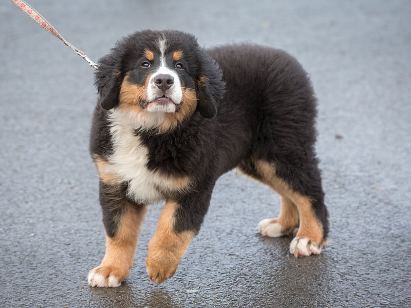 Not only are Bernese Mountain Dogs absolutely gorgeous, they are also fiercely loyal and tend to only bark when a family member is at risk, or another good reason.