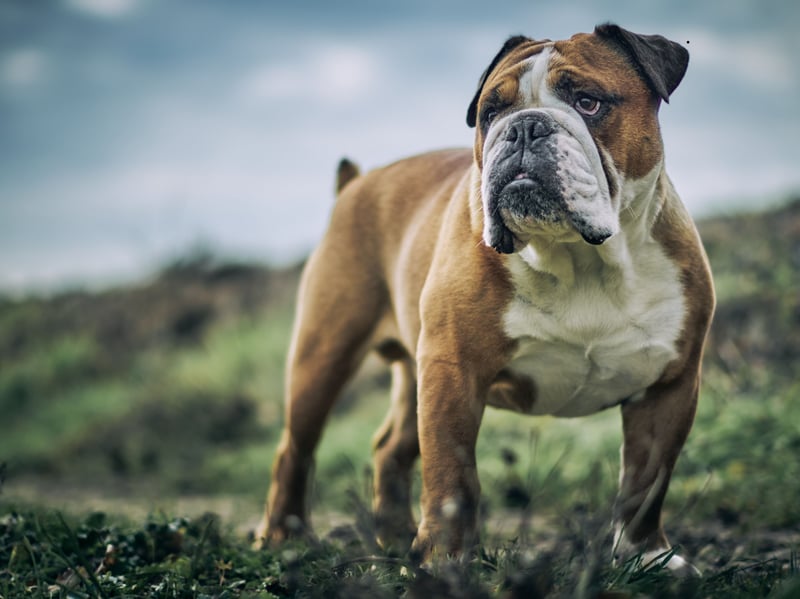 Bulldogs are one of the quietest breeds out there, spending a good deal of their time napping. They are also very loving and are content in smaller homes.