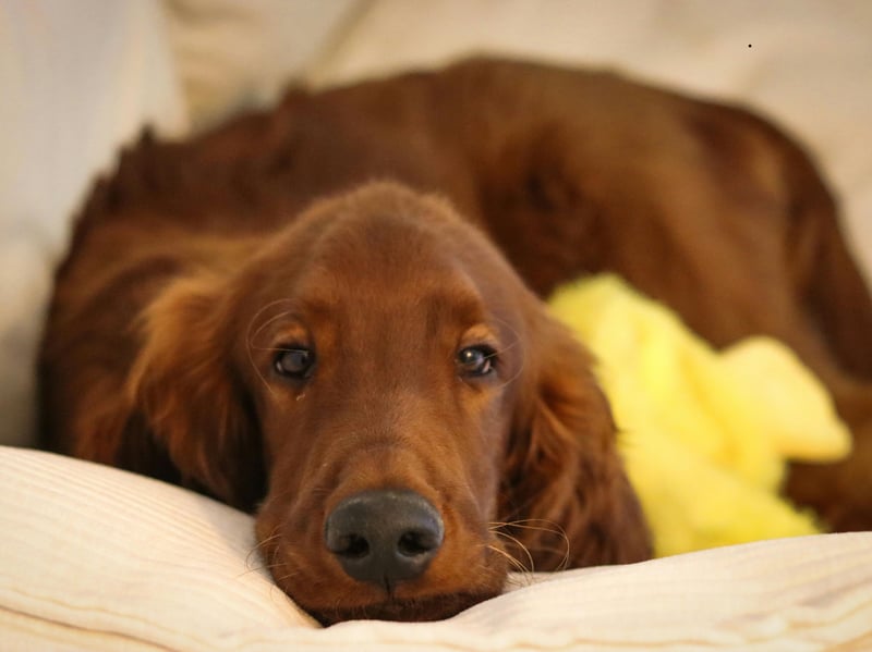 Irish Setters are energetic outdoors but generally not constant barkers. They prefer interaction and activity over vocalizing, typically barking only when excited or alerting their families.
