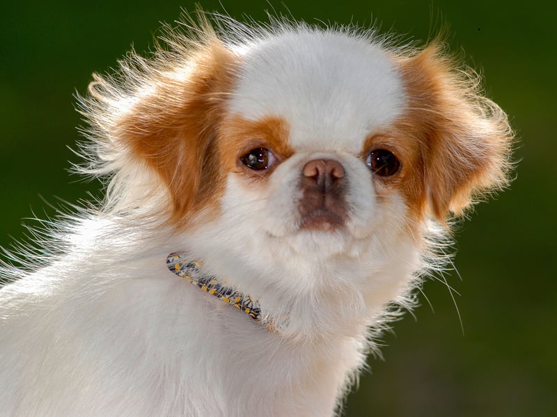A relatively rare breed in the UK, Japanese Chins are generally quiet companion dogs with relatively modest exercise needs. They can alert owners to unusual activity, but they aren’t typically among the more persistent barking breeds.
