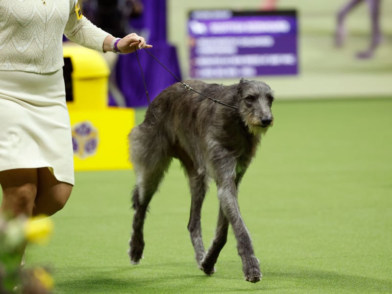 The Scottish Deerhound is a calm and elegant breed that will only bark to alert you to something.