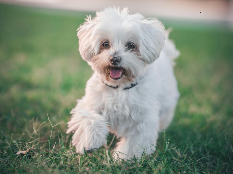 The Maltese has been a beloved companion dog for centuries - the ancient Greeks and Romans were even known to build dedicated tombs for their departed pets. They will happily curl up on your lap for hours.