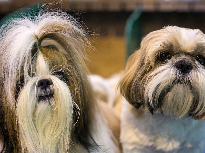 Another breed bred to sit in the laps of royalty - this time in Tibet - the Shih Tzu also sheds very little hair so is a good choice for people with allergies.