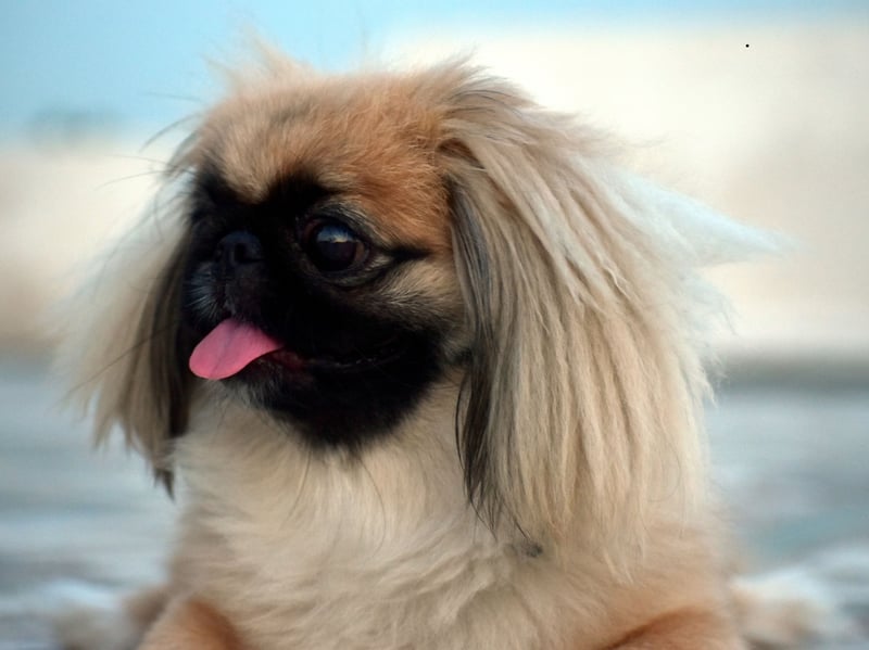 Originating in China, the Pekingese was favoured by royalty of the Chinese Imperial Court to act as lap-warmers. 