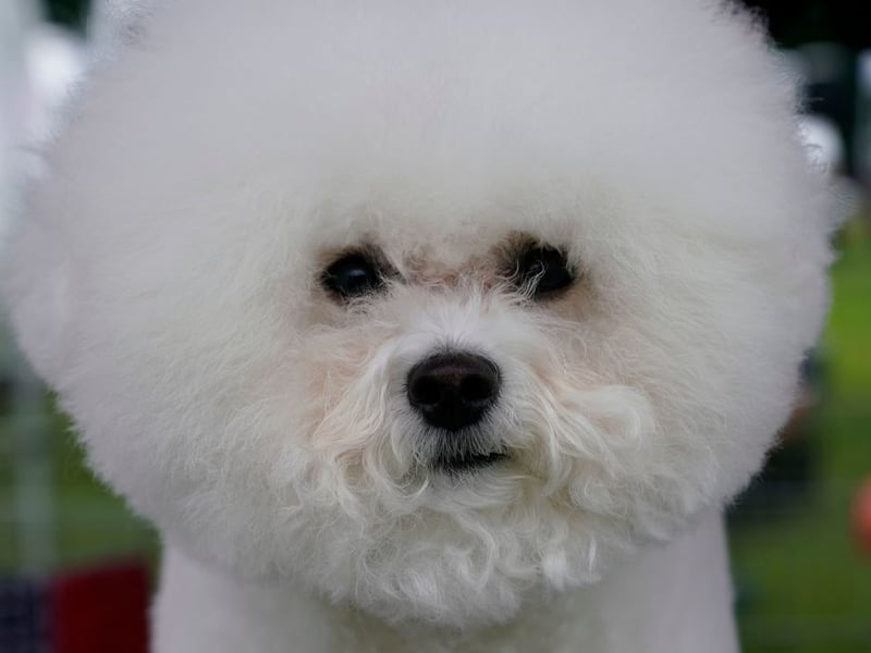 A combination of its small size, sociable temperament and soft coat makes the Bichon Frise a highly sought after lapdog.