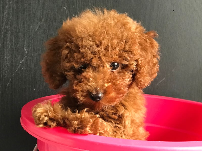 The Toy Poodle was bred specifically from the larger Standard Poodle to be a lapdog in the 18th century. They tend to bond particularly strongly with one person.