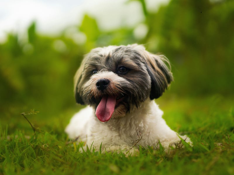 A dog that just loves to hang out with its owner, the Havanese was the lapdog of choice for wealthy Cuban families in the 18th century. 