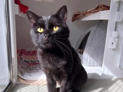 Puma
Breed:	Domestic Shorthair crossbreed
Colour: Black
Age: Unknown
