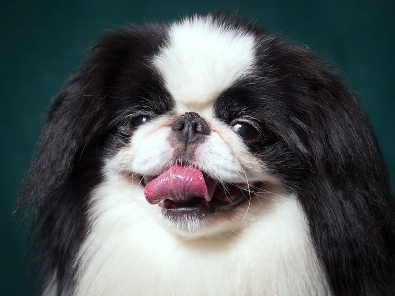 Elegant wee dogs who are almost catlike in their behaviour, Japanese Chins are gentle, quiet companions that enjoy comfortable laps and the closest of human company. 