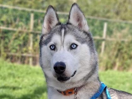 Bolt
Breed:	Husky (Siberian)
Colour: Grey/white
Age: 7 Years (approx)

