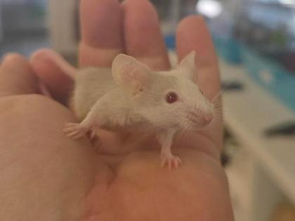 Mice
Breed:	Mouse
Colour: Various
Age: Various