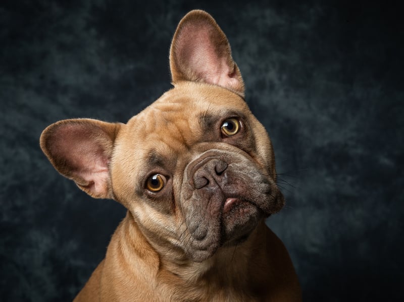 French Bulldogs are affectionate, easygoing companions whose favourite activity is lounging beside, or on, their owners. The breed was created when unwanted smaller English Bulldogs were exported to France where lapdogs were very much the fashion.