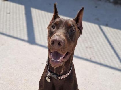 Rocky
Breed: Doberman
Colour: Chocolate/tan
Age: 2 Years (approx)