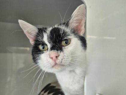 Mouse
Breed:	Domestic Shorthair crossbreed
Colour: White/black
Age: 4 Years (approx)