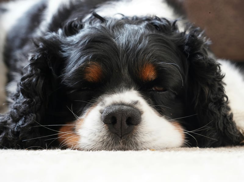 The Cavalier King Charles Spaniel is another breed that is known to easily develop tartar buildup. It's important not to let the issue go untreated as it can ultimately lead not just to tooth loss, but also heart, liver and kidney disease. 