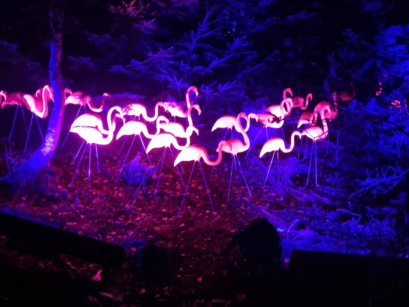 Visitors can expect Faskally Wood to be transformed with a series of spectacular new installations, from a larger-than-life talking clock and giant neon cogs turning amongst the trees, to illuminated clouds overhead and a flamboyant flock of flamingos bringing an unexpected burst of colour to the forest. 