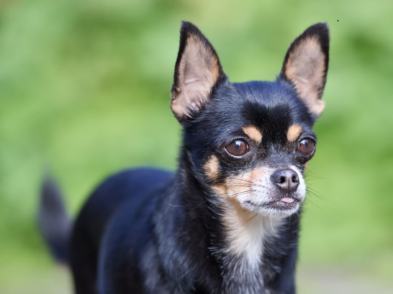 As a rule, the smaller the dog, the higher the risk of tooth trouble - and they don't get any smaller than the Chihuahua. All dogs have the same number of teeth (42) but when they have to fit into a tiny mouth it increases the chances of plaque bacteria building up.