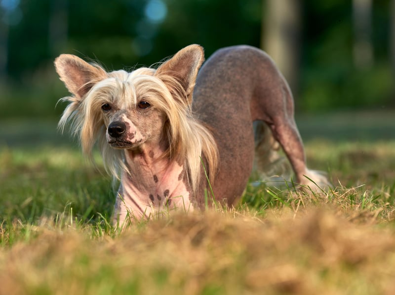 The largely-hairless Chinese Crested tend to have quite soft teeth with shallow roots that are particularly susceptible to decay. Keep them away from all sweet treats is a must.