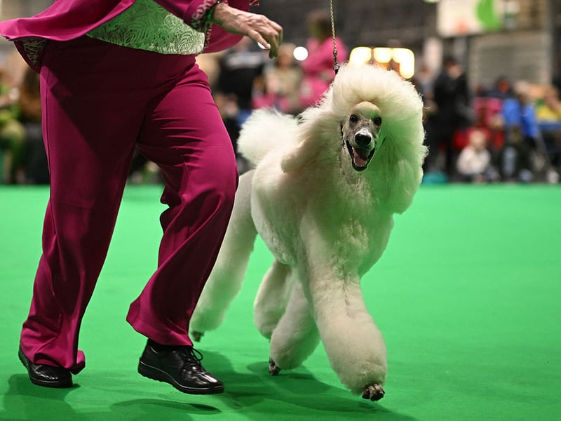 The Poodle's gorgeous fleecy coat may be adorable, but hair can get trapped in their teeth when they're cleaning. This can combine with tartar buildup to cause dental issues.