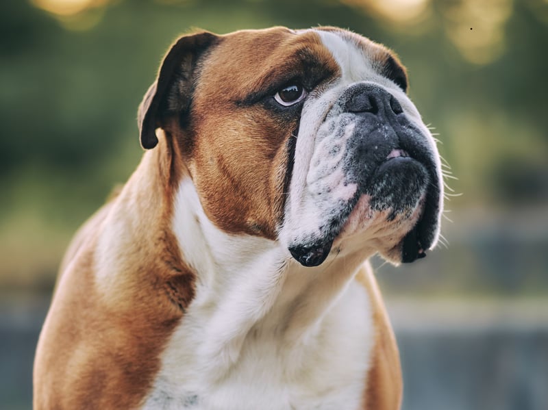 Like their smaller French cousins the English Bulldogs often have crowded teeth which leaves plenty of places for trapped food and tartar to lurk - leading to gum disease, infection, and tooth loss.