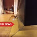 The Giant House Spider can reach a full leg span of up to 75mm