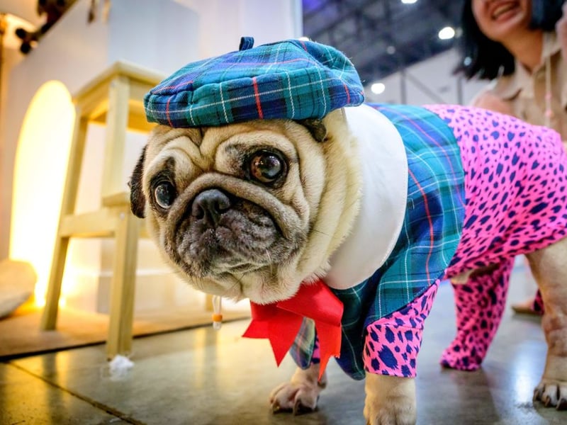 Pugs, along with other short-snouted dog breeds like Bulldogs and Boston Terriers, regularly develop dental issues due to their tiny mouths being overcrowded with teeth. This means it's easy for plaque to build up causing gingivitis, gum disease and tooth loss. Just like with humans, the key is to keep their teeth clean.