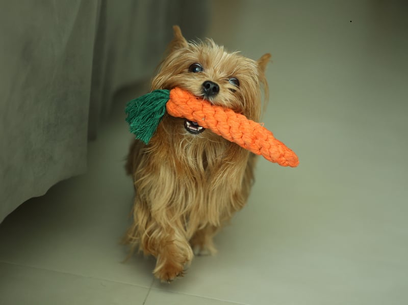 Yorkshire Terriers have a very particular combination of dental problems that can cause issues - they are genetically predisposed to have tooth decay and also often retain their baby teeth, leading to overcrowded mouths. A daily brush of the Yorkie's teeth is a good idea. 