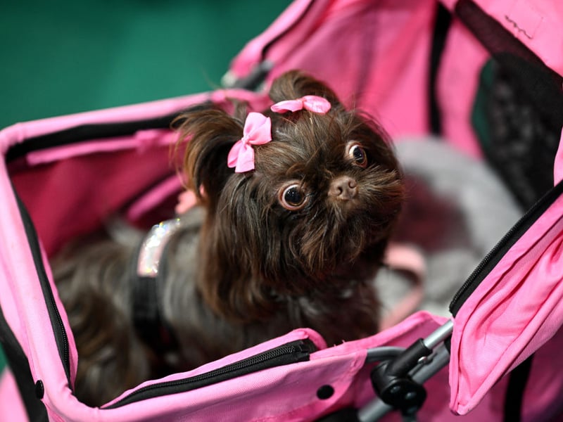 Shih Tzus are particularly prone to a condition called delayed tooth eruption. When the dog's teeth develop later than they should which can lead to dental impactions and infected cysts. Often dental surgery is the only way to treat the problem.