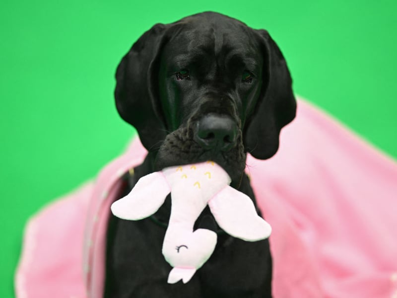 Great Danes are one of a number of dog breeds that tend to develop overgrown or thickened gums due to a condition called gingival hyperplasia. Other dogs affected include Boxers, Mastiffs, Bulldogs and Collies.