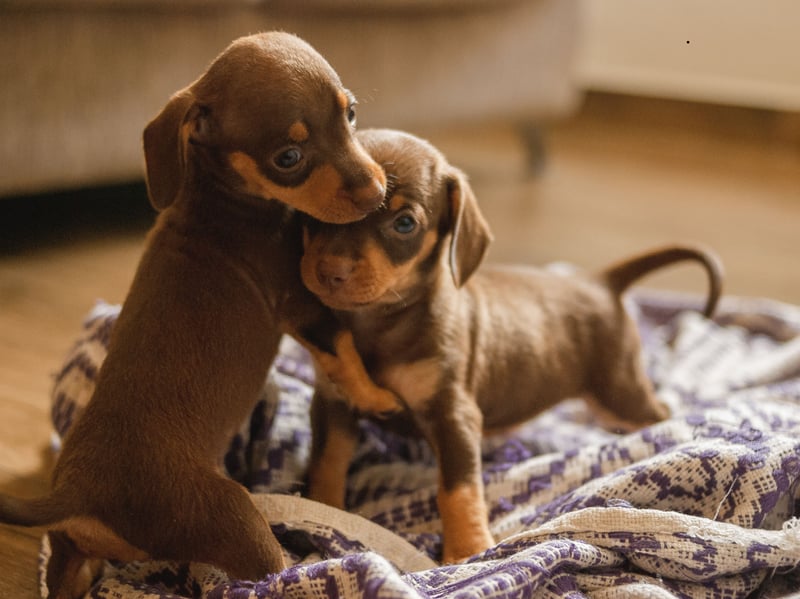 A combination of the Dachshund’s narrow mouth and tiny teeth means they are prone to developing pockets between the tooth and bone where bacteria can thrive. The first symptom is often when your pet develops bad breath and a trip to the vet should soon swiftly follow. 