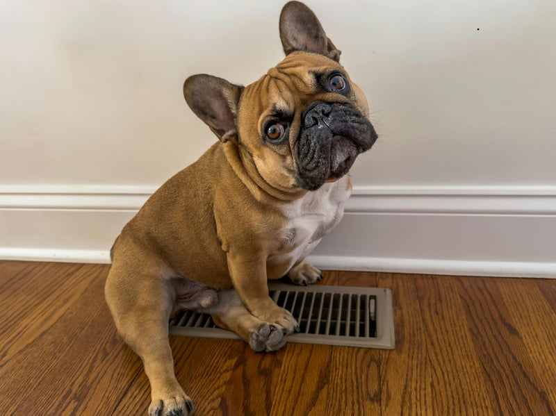 French Bulldogs commonly have crowded, rotated, or unusually positioned teeth because of their shortened skulls. These abnormalities create hard-to-clean spaces where plaque accumulates, increasing their periodontal disease risk.