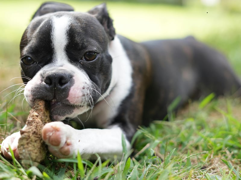 Boston Terriers are another breed that have short skulls and compact mouths, with teeth that may overlap or rotate, creating areas where plaque accumulates and periodontal disease develops.