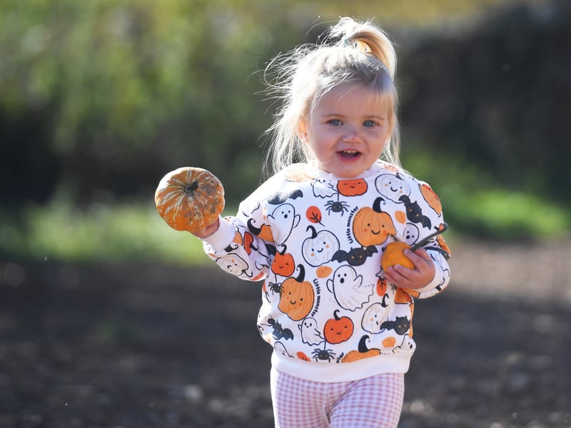Ada Granger, aged one, enjoying a beautiful autumn day exploring the pumpkin field on her first visit to the patch