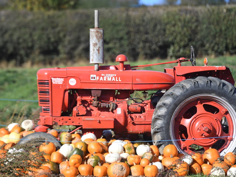 A tractor surrounded by pumpkins basking in the warm autumn sunshine on the farm