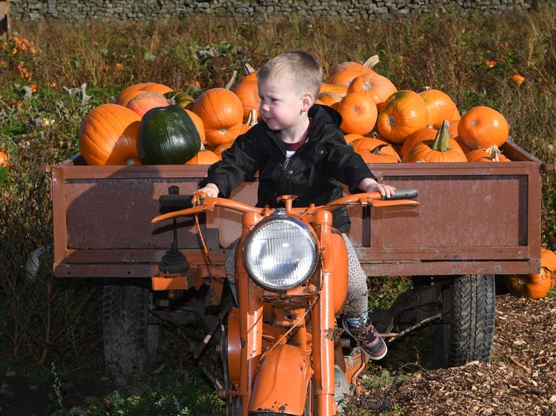 Ralph Periam, aged three, enjoying the warm autumn sunshine while exploring the pumpkin field at the farm