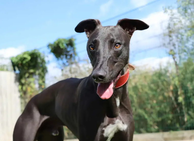 Oscar is on the lookout for family who are around most of the day to help him settle into homelife. He has previously been housetrained so should just need a refresher with this. With children he’d be best matched with older primary aged kids. Oscar does love a good speedy zoom so a home with a garden would offer the space for this.