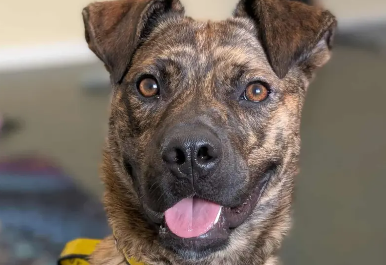 Cooper is looking for an adult-only, pet-free home in a quiet area, ideally away from busy roads and neighbouring dogs. He would love peaceful walking routes and must remain on lead and wear his muzzle in public. A secure garden or access to secure spaces where he can enjoy some freedom would be ideal.