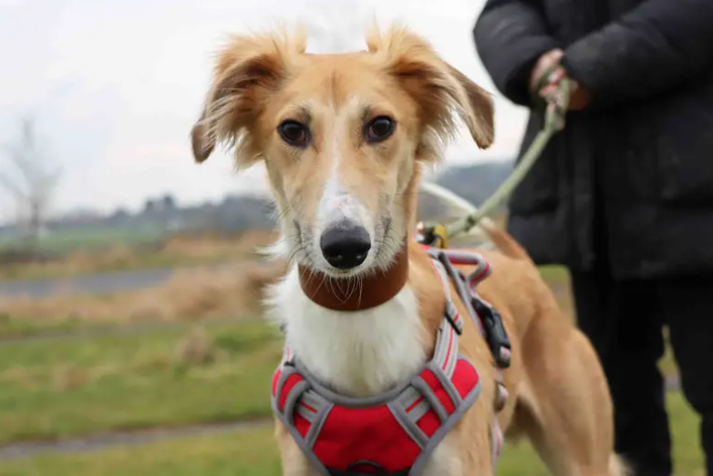 Zoro is looking for a family who share his love of the outdoors! He could live with teenagers and a well-matched, playful dog. He will need a home without cats and would ideally have access to a secure area where he can enjoy a run and his much-loved zoomies.