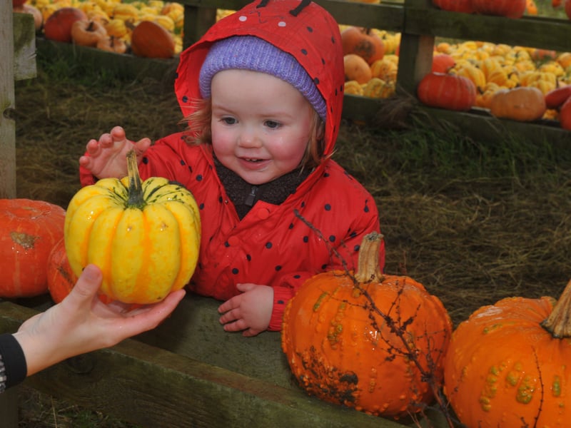 Rosie Sullivan, two of Halifax, gets her hands on a pumpkin