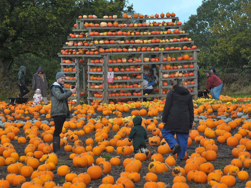 Pumpkins at Kemps Farm, Horsforth, Leeds. 