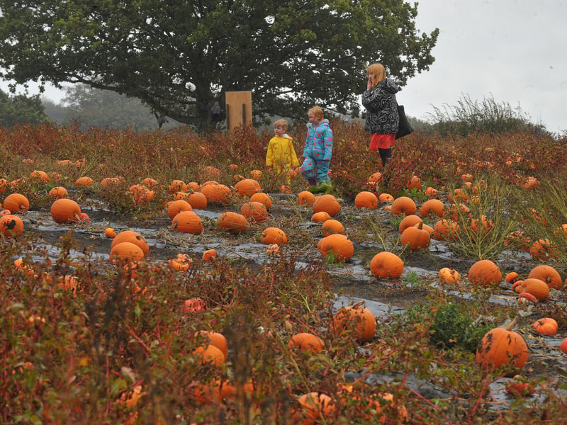 Big decisions as families try to decide on which pumpkin to get at Kemps Farm, Horsforth, Leeds
