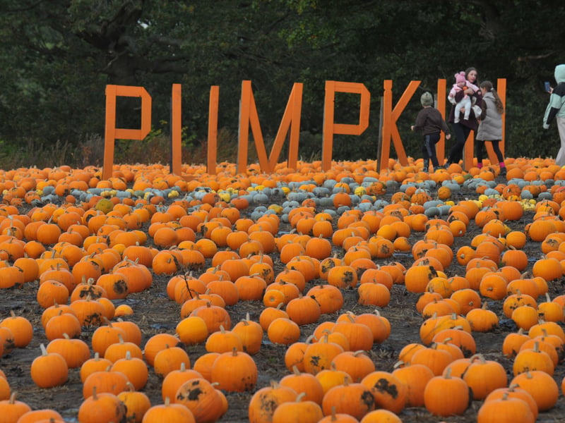Pumpkins at Kemps Farm, Horsforth, Leeds
 