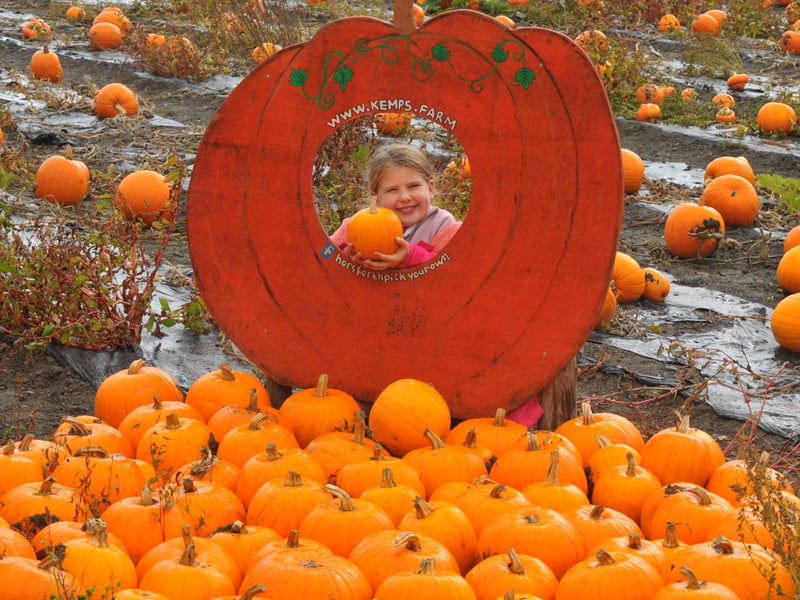 Scarlett Chester, nine of Shipley with her pumpkin at Kemps Farm! 