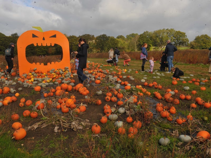 Pumpkins at Kemps Farm, Horsforth, Leeds. So many to choose from! 