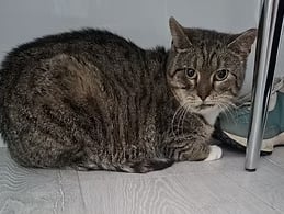 Despite being terrified of the world, Betty is a gentle soul who quietly accepts swaddling, grooming, and comfort. With just a few teeth left and her tongue adorably sticking out, this sweet girl uses her tray perfectly and needs a quiet, patient home to build her confidence.