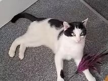 A gentle, independent boy who is clean and well-behaved, Trevor loves head scratches and playing with feather toys. He is looking for a calm, adult-only home with safe outdoor access where he can build trust at his own pace.